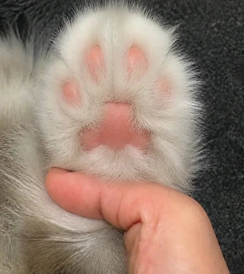 使用前